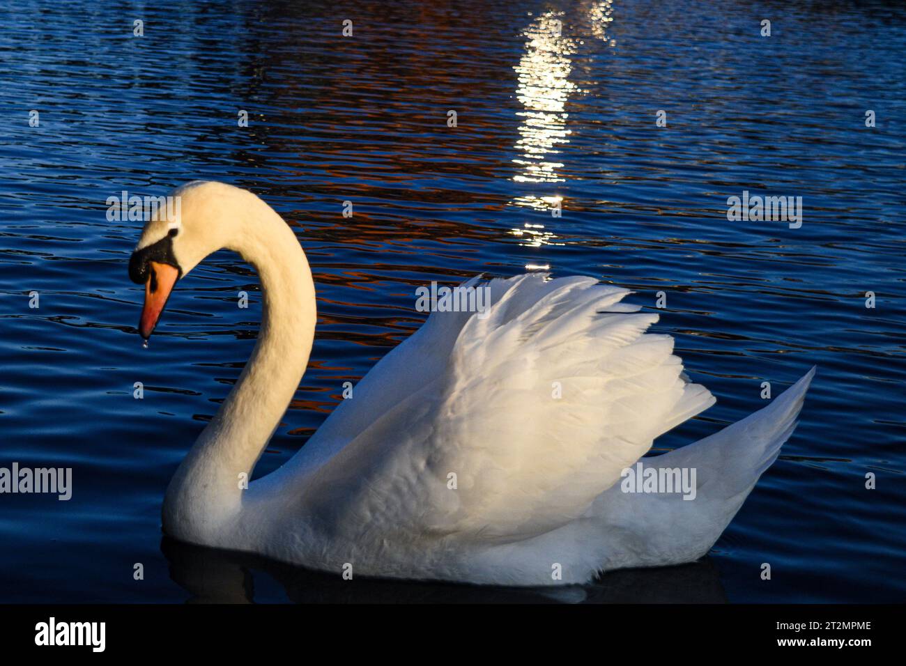 Swam Photo Example Swam island hi-res stock photography and images - Alamy