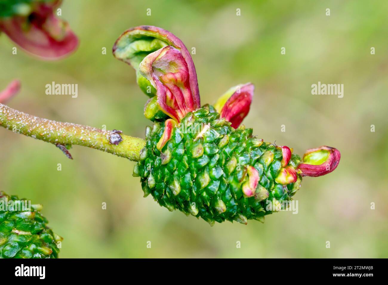 Alder Tongue (taphrina alni or taphrina amentorum), close up of the red fungal gall growing on the female fruits or catkins of Alder (alnus glutinosa) Stock Photo