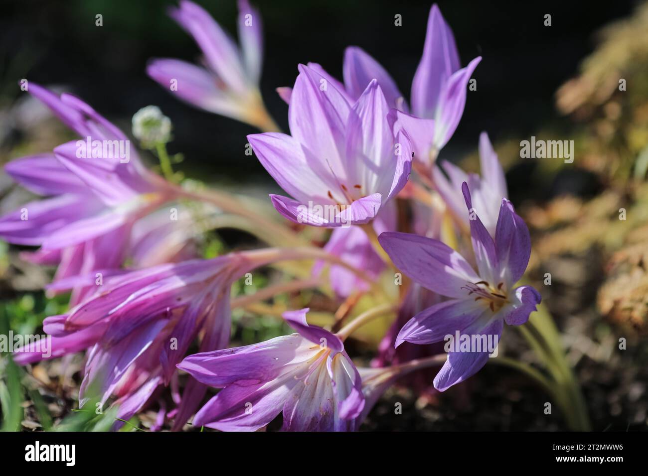 Colchicum (or autumn Crocus) is a genus of perennial flowering which grow from bulb-like corms. It is a member of the botanical family Colchicaceae Stock Photo