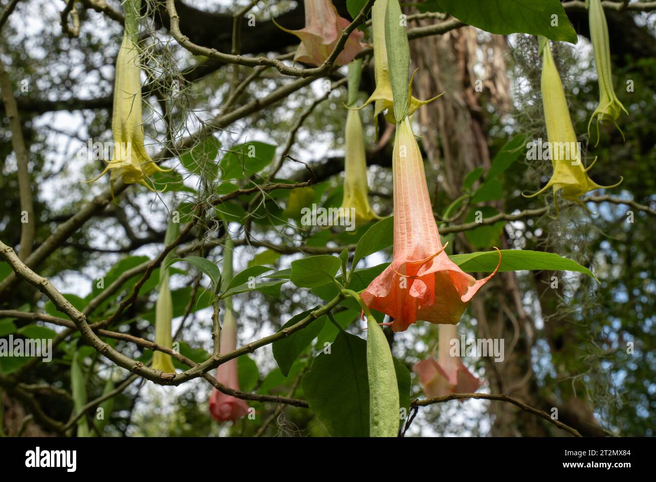 The pendulous flowers of the Angel's Trumpet (Brugmansia Versicolor), a highly toxic ornamental plant. Stock Photo
