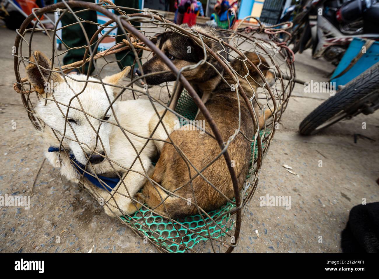 Puppies for sale at the Farmers Bac Ha Farmers Market in North Vietnam