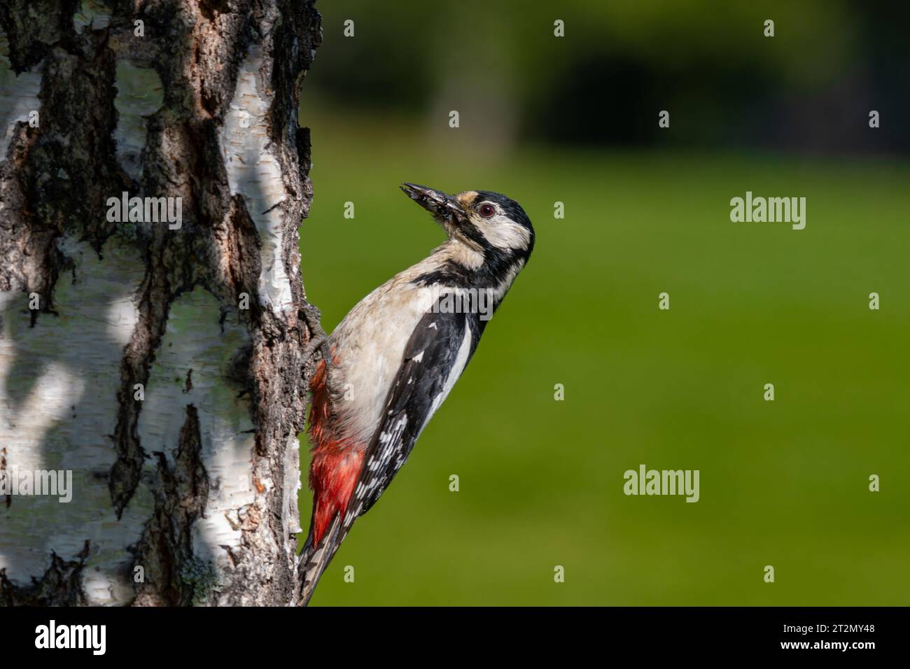 Great spotted woodpecker on tree Stock Photo