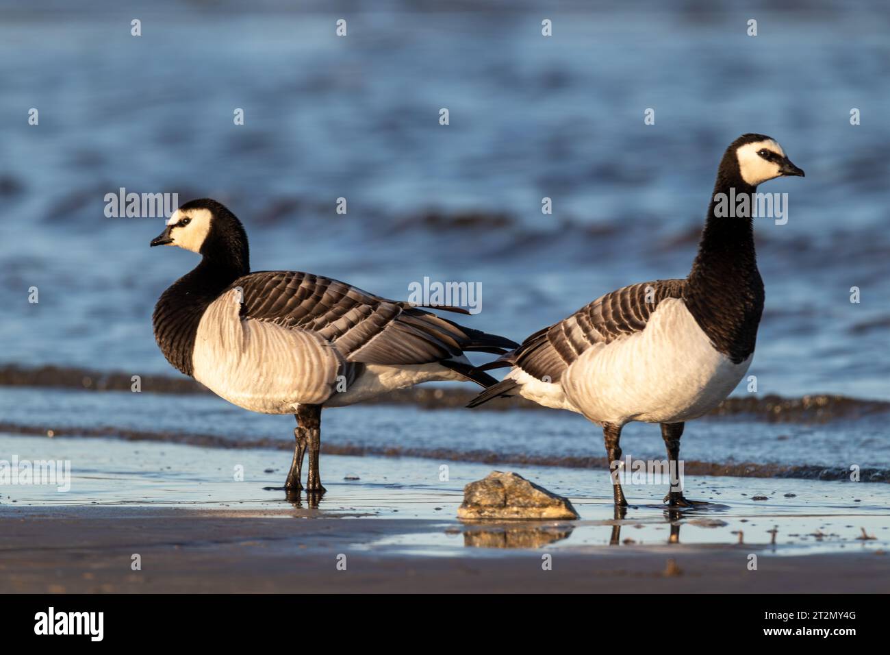 barnacle goose portrait at the beach Stock Photo