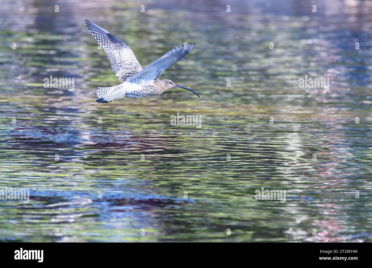 Eurasian curlew flying over lake Stock Photo