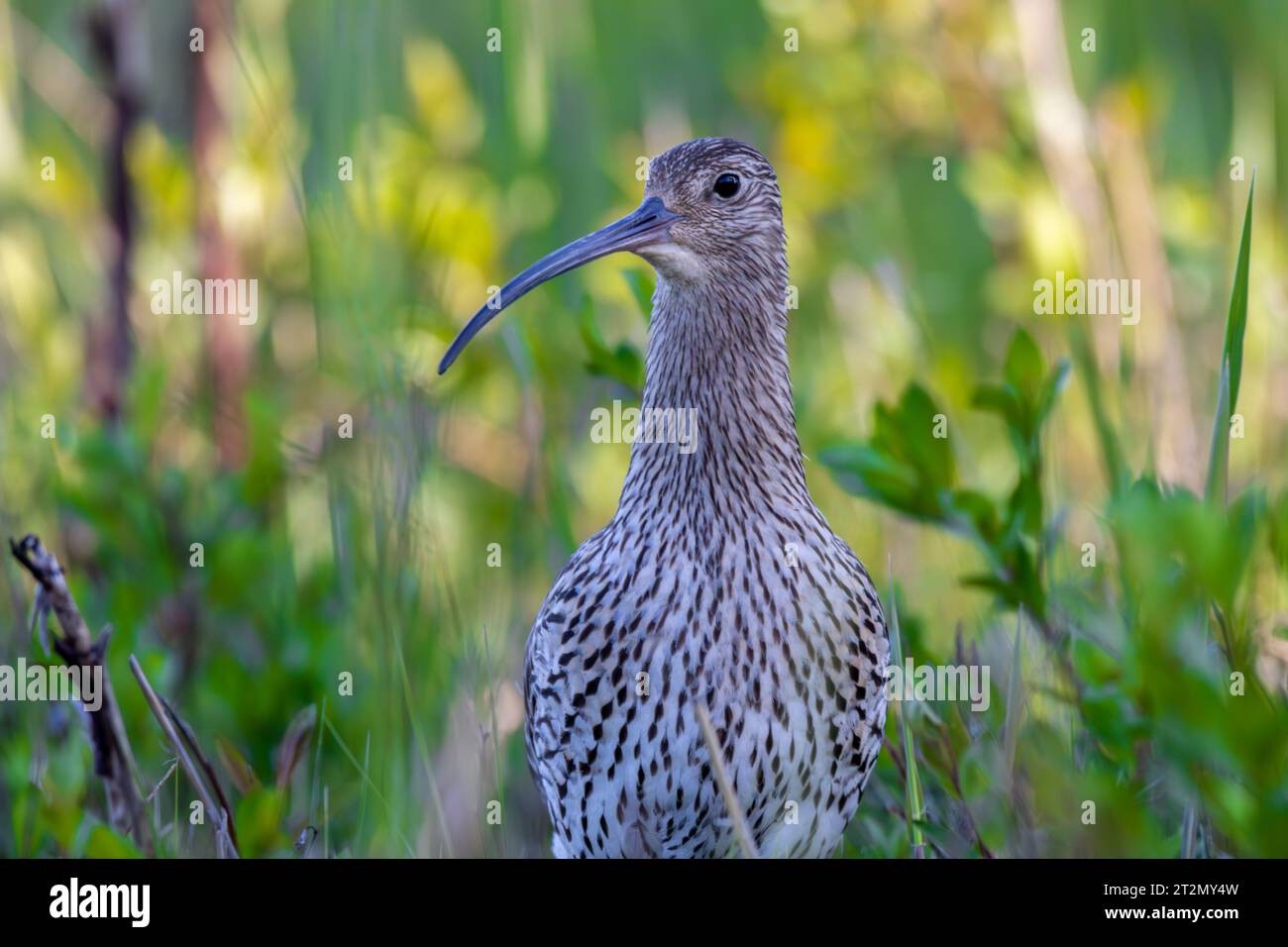 Eurasian curlew Stock Photo