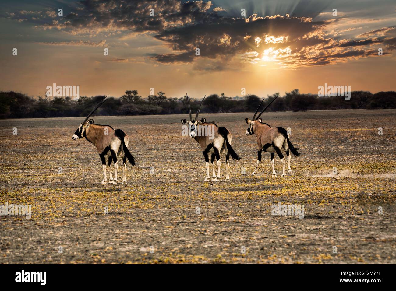 herd of oryx antelope running in the desert at sunset, dusty trail Stock Photo