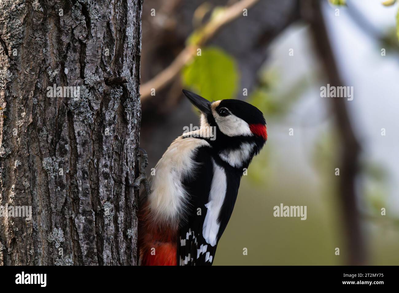 Close up of great spotted woodpecker Stock Photo