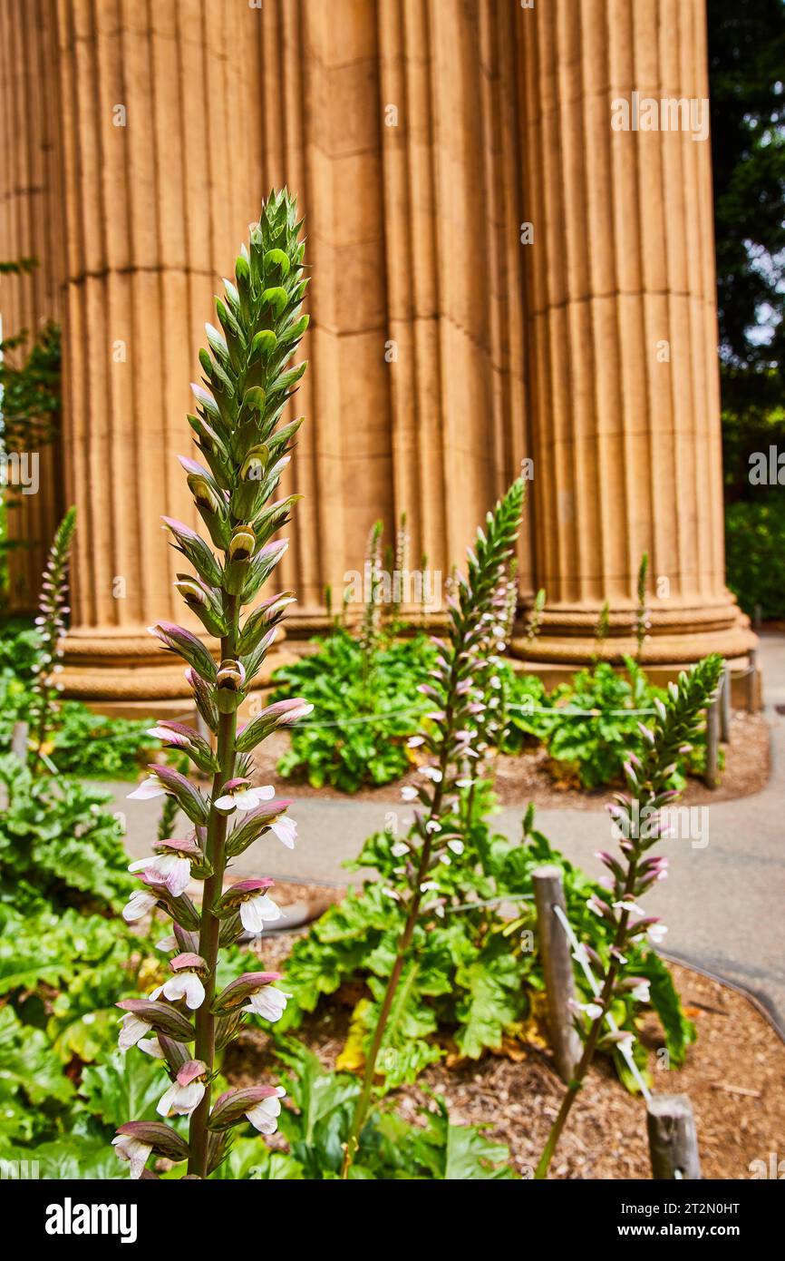 Pink petals on long vine of plant with Ancient Roman styled columns ...