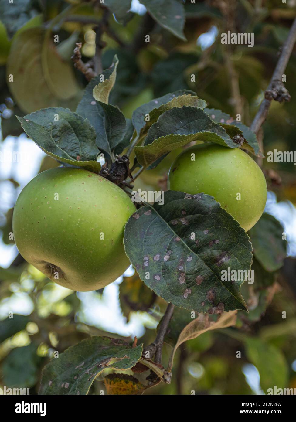 Eclipse Green Apple Two crisp green apples glistening in the sunlight, ready for the ...