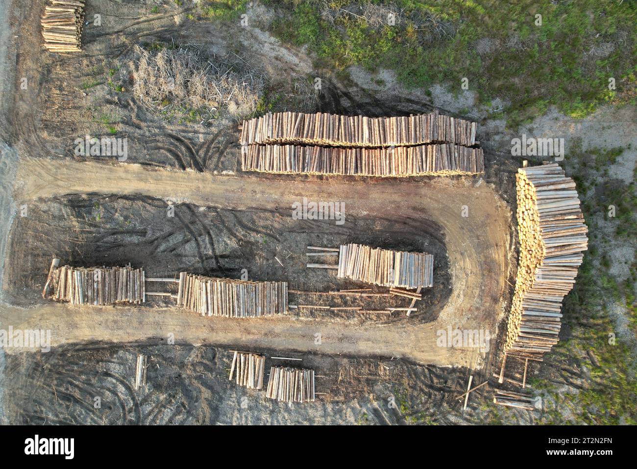 wood industry cut wood.Heavy machinery moving Piles of logs.The