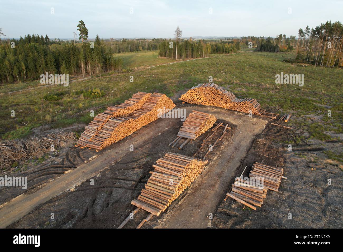 wood industry cut wood.Heavy machinery moving Piles of logs.The
