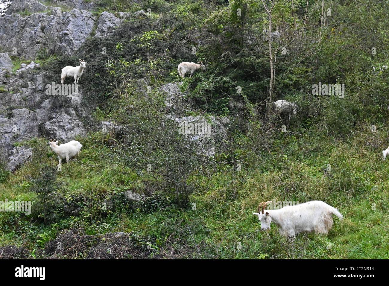 Bristol, UK. 20th Oct, 2023. Burrington Coombe goat's seen grazing on a wet afternoon.Picture Credit: Robert Timoney/Alamy Live News Stock Photo