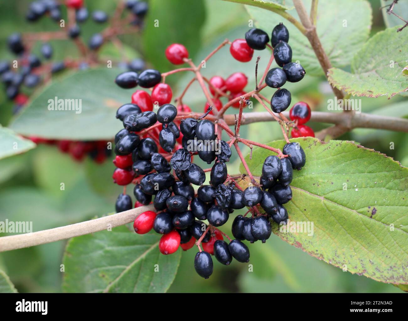 In the summer, viburnum is whole-leaved (Viburnum lantana) berries are ...