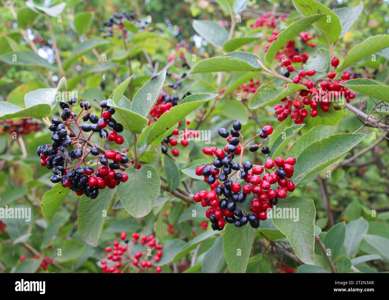 In the summer, viburnum is whole-leaved (Viburnum lantana) berries are ...