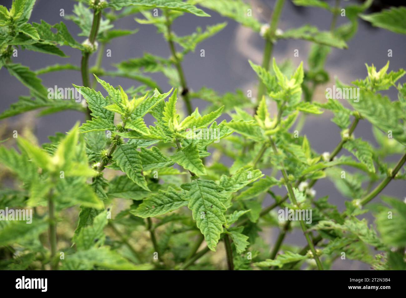 Lycopus europaeus grows in the wild on the shore of a reservoir Stock Photo