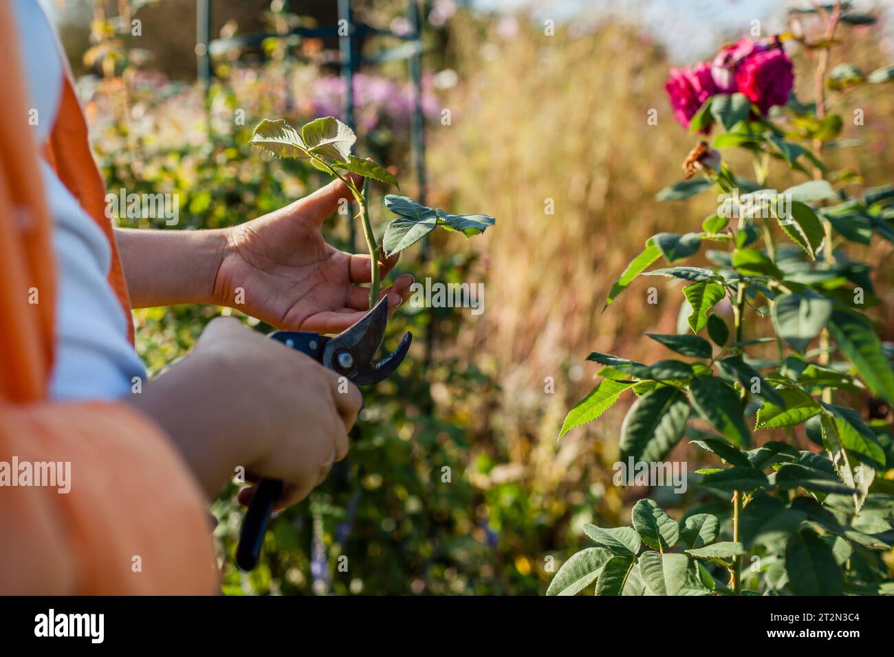 Propagation of roses. Gardener holding rose stem cutting in summer
