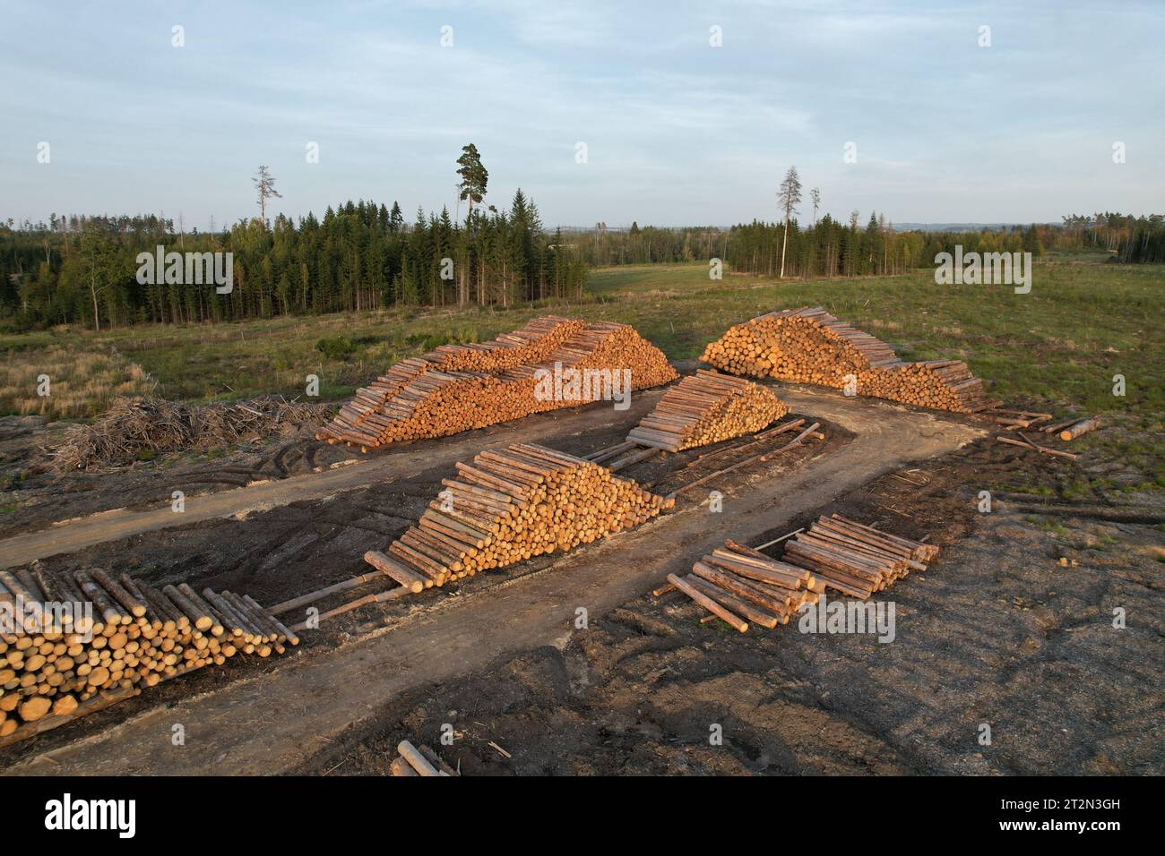 wood industry cut wood.Heavy machinery moving Piles of logs.The