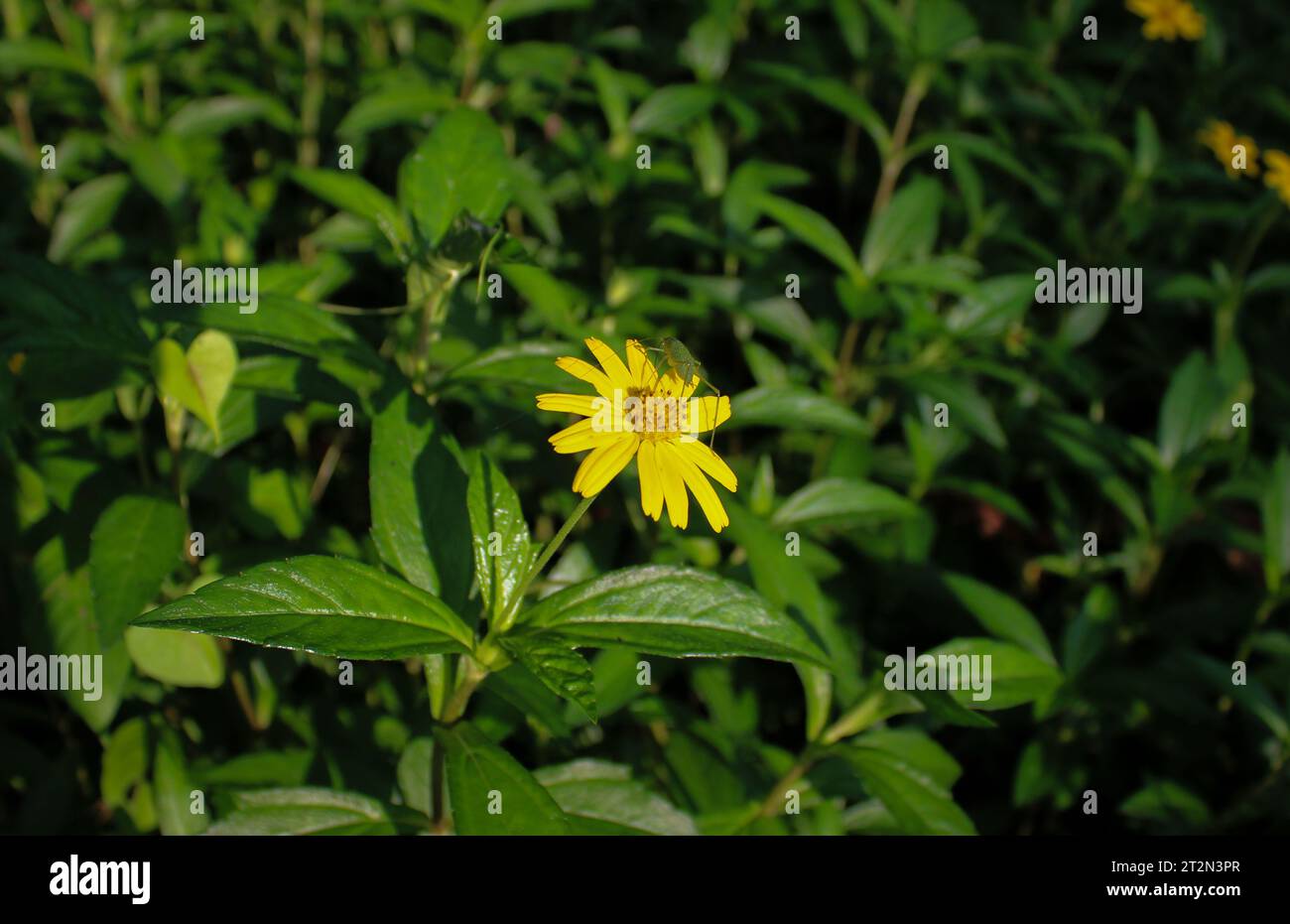 small insect, bug on yellow flower with green leaves background. sphagneticola trilobata, commonly known as the singapore daisy, wedelia, bay biscayne Stock Photo