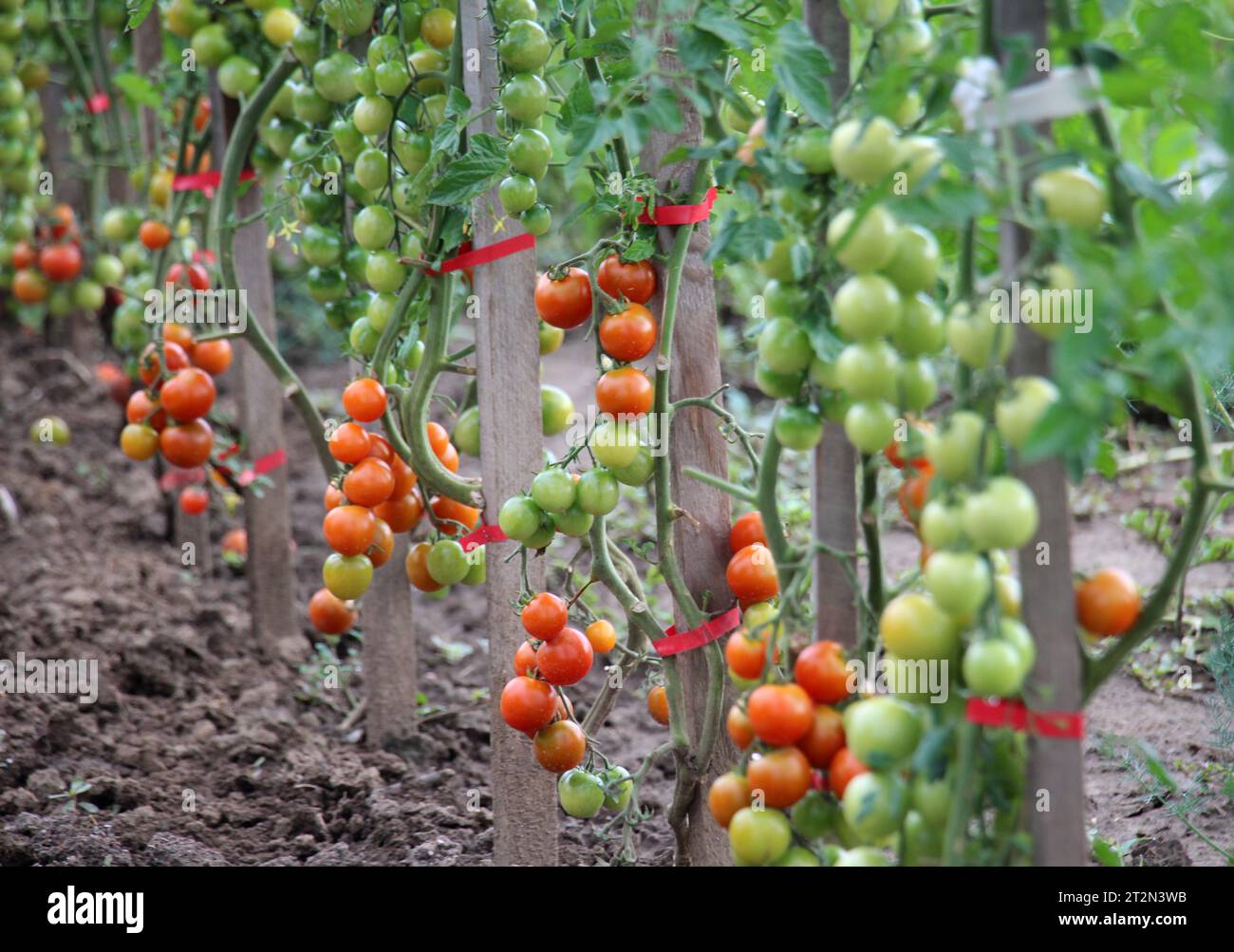 In the garden, cherry tomatoes grow in open ground Stock Photo - Alamy