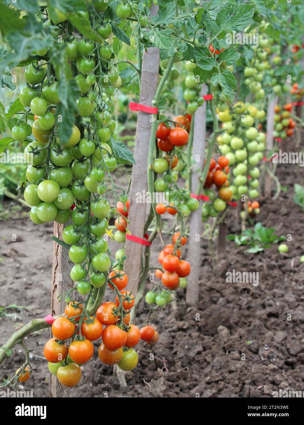 In the garden, cherry tomatoes grow in open ground Stock Photo - Alamy