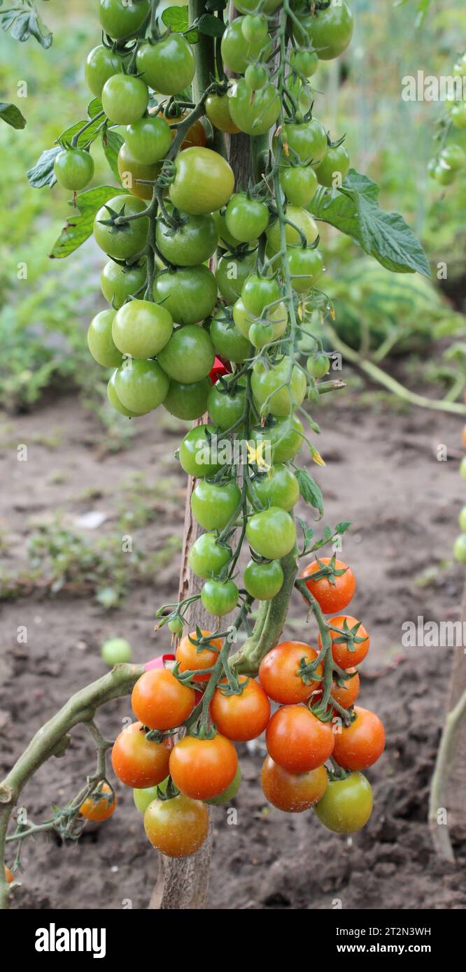 In the garden, cherry tomatoes grow in open ground Stock Photo - Alamy