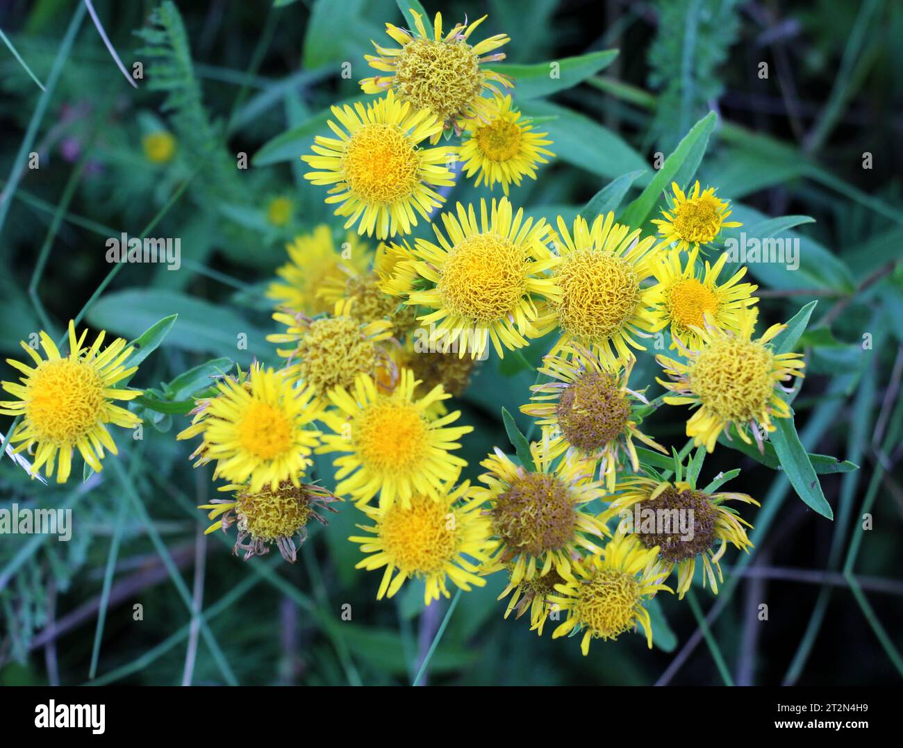 In the summer, the wild medicinal plant Pentanema britannicum (Inula britannica) blooms in the wild Stock Photo
