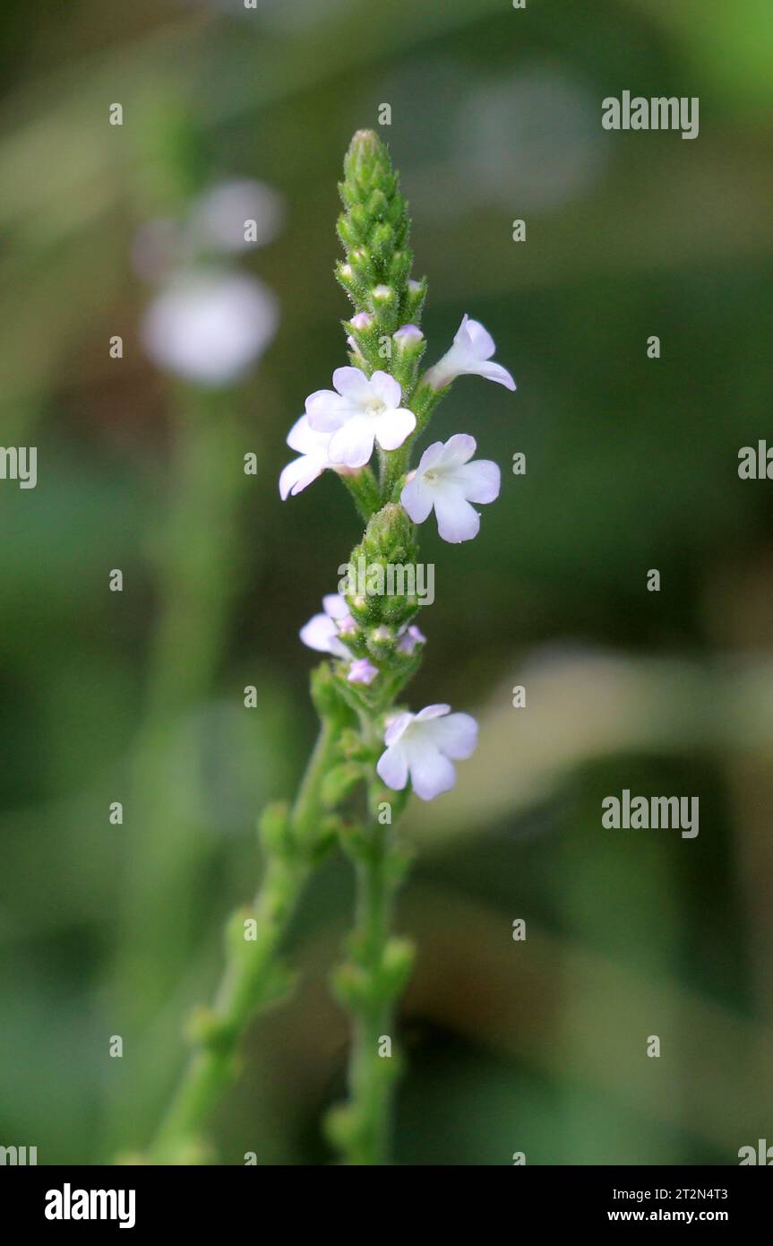 Verbena officinalis hi-res stock photography and images - Alamy