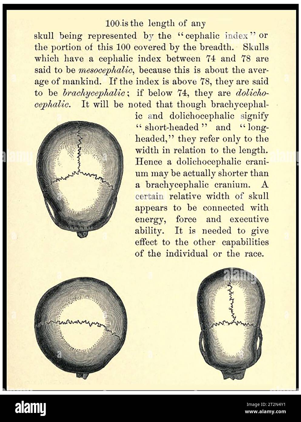 GENETICS - ANTHROPOLOGY - An 1888 discussion of  different human ethnic races with illustrations of different skull types Stock Photo