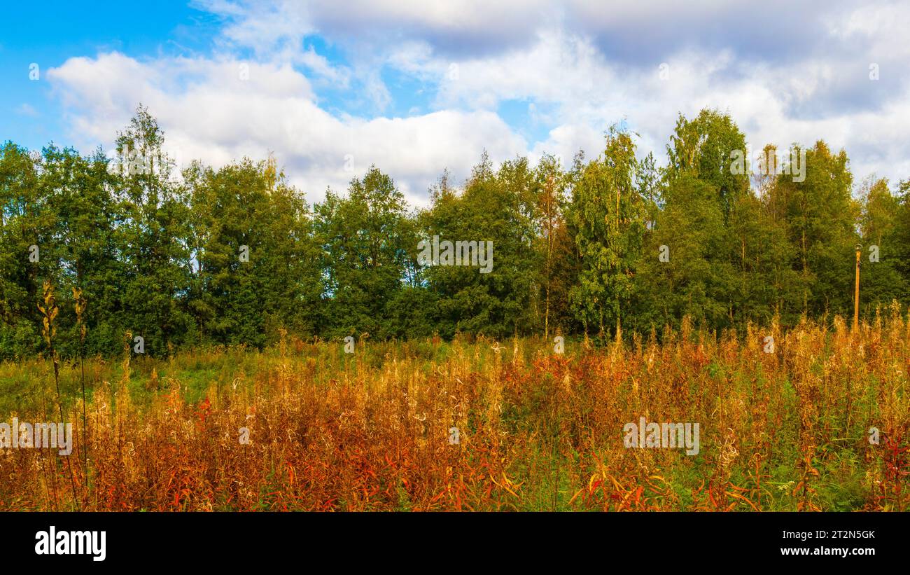 Blue sky with autumn colored trees Stock Photo - Alamy