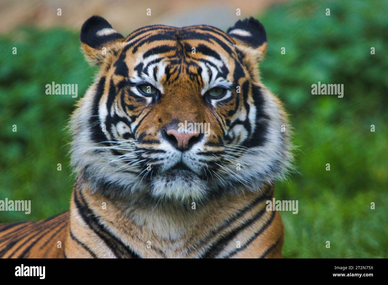 Love♡Tiger Tiger love hi-res stock photography and images - Alamy