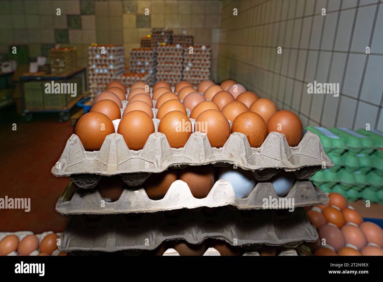 Erzeugung von Hühnereiern, gekühlter Lagerraum mit vielen gestapelten Eierkartons - Symbolfoto. Besuch bei einem Direktvermarkter von frischen Hühnereiern. Die Hühner werden teilweise in einem Hühnermobil aber auch in einem großräumig umgebauten Freilandstall gehalten und haben tagsüber viel Auslauf auf umliegenden Weideflächen. Einblick gibt es auch in den mobilen Hühnerstall und der Verpackung der frisch gelegten Eier per Handarbeit. Raum Minden-Lübbecke NRW Deutschland *** Production of chicken eggs, refrigerated storage room with many stacked egg cartons symbol photo Visit to a direct mark Stock Photo