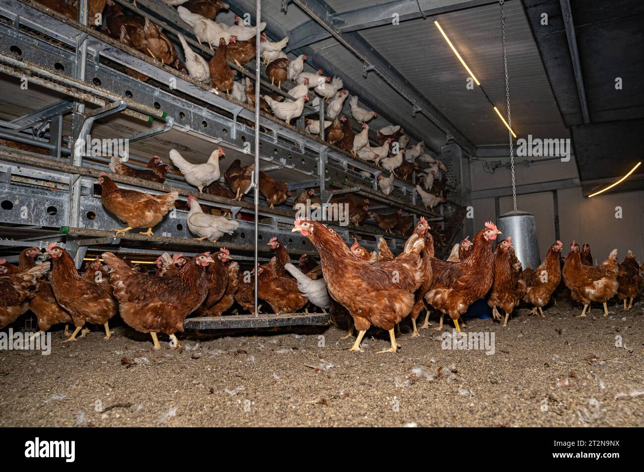 Mobiler Hühnerstall von innen mit vielen braunen Legehennen, landwirtschaftliches Symbolfoto. Besuch bei einem Direktvermarkter von frischen Hühnereiern. Die Hühner werden teilweise in einem Hühnermobil aber auch in einem großräumig umgebauten Freilandstall gehalten und haben tagsüber viel Auslauf auf umliegenden Weideflächen. Einblick gibt es auch in den mobilen Hühnerstall und der Verpackung der frisch gelegten Eier per Handarbeit. Raum Minden-Lübbecke NRW Deutschland *** Mobile chicken coop from the inside with many brown laying hens, agricultural symbol photo visit to a direct marketer of Stock Photo