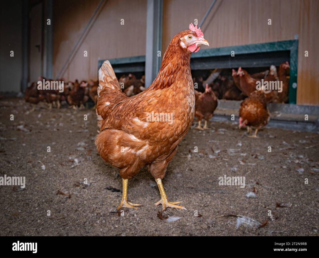 Henne im stall hi-res stock photography and images - Alamy