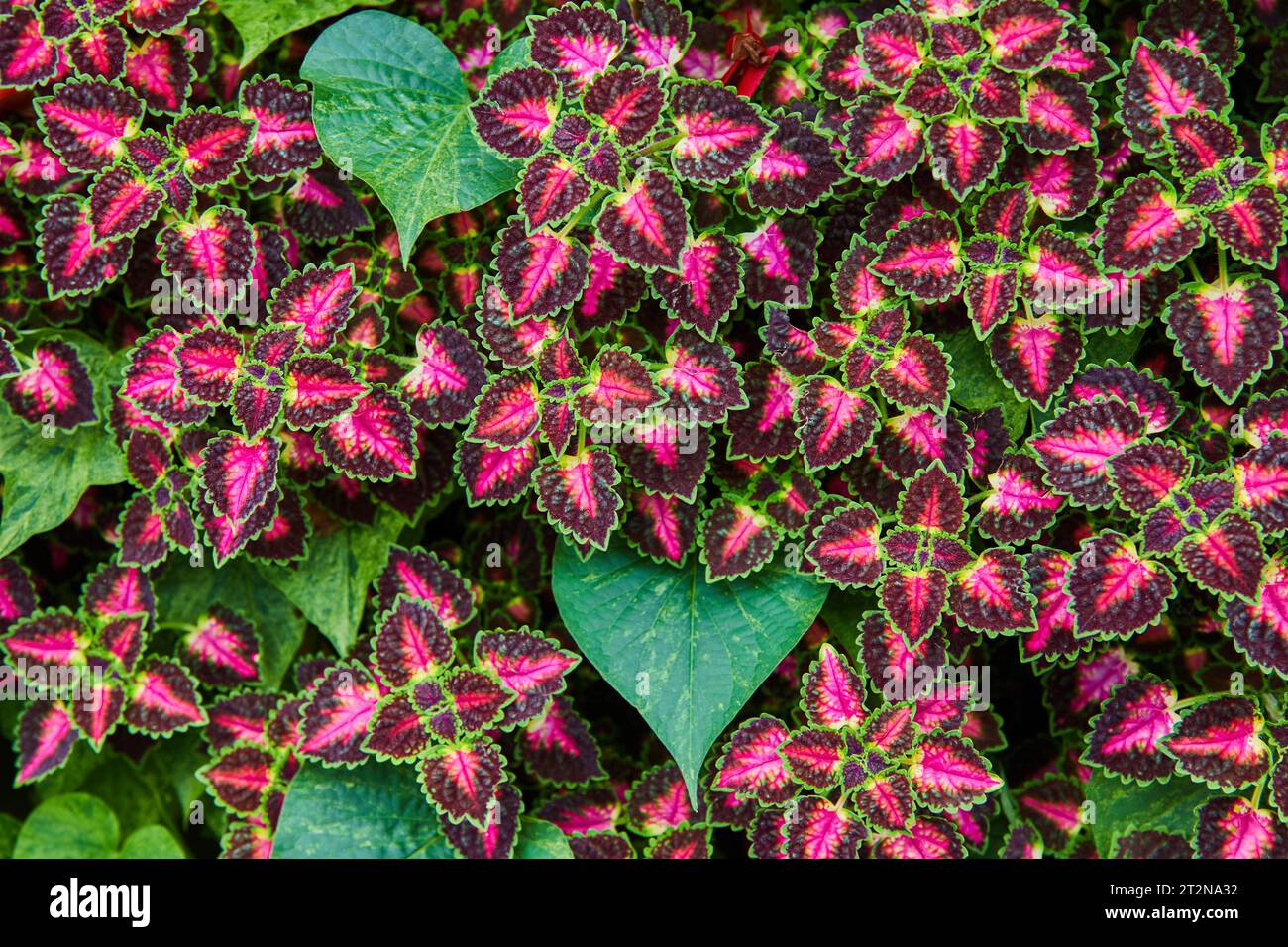 Background asset wall of pink and purple leaves ringed in dark green with ivy leaves poking out Stock Photo