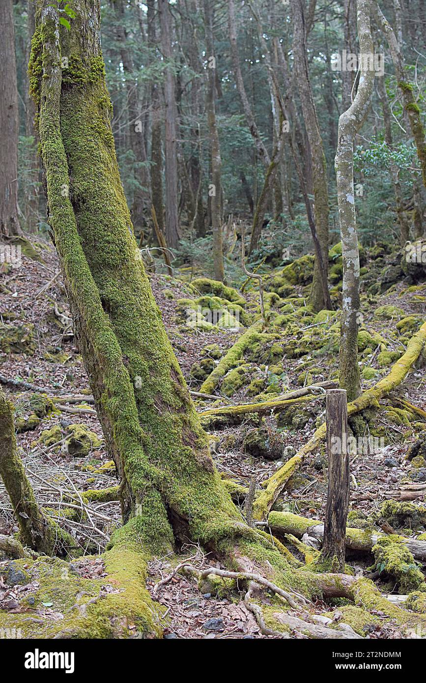 Aokigahara japan hi-res stock photography and images - Alamy