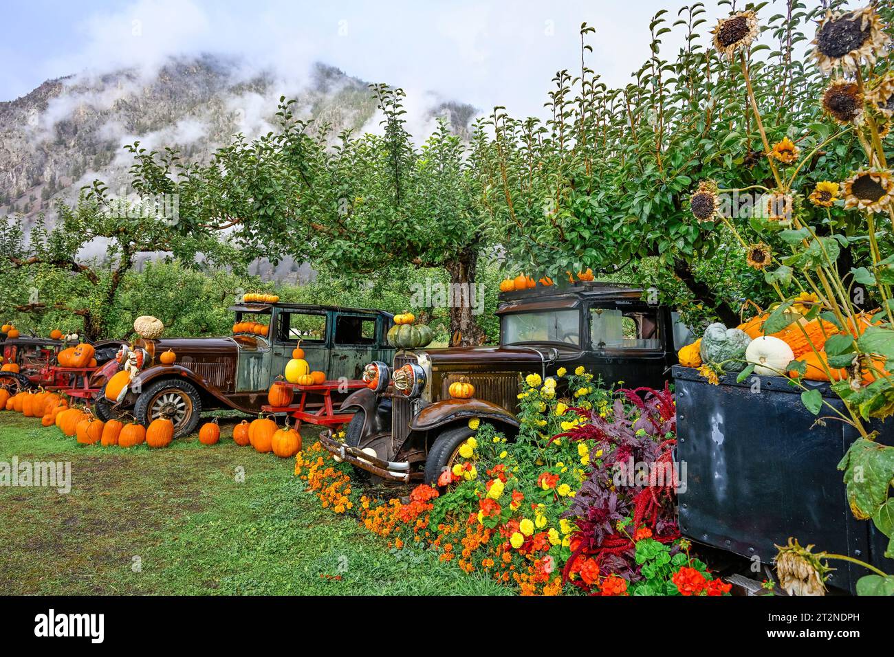 Vintage cars with Fall pumpkin display, Parsons Fruit Stand, Keremeos, British Columbia, Canada Stock Photo