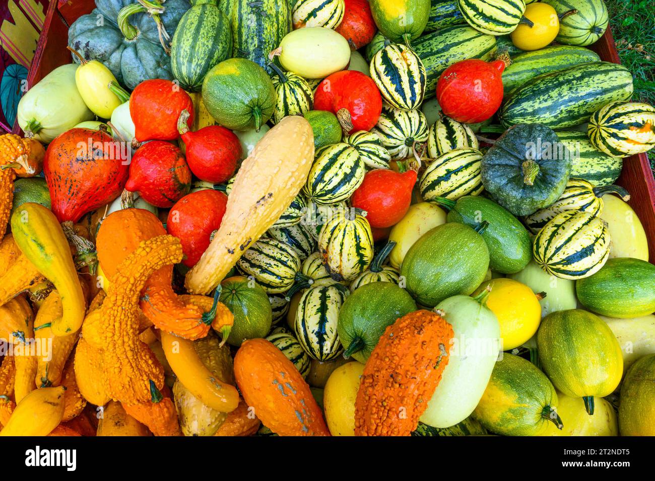 Autumn gourd squash display Stock Photo