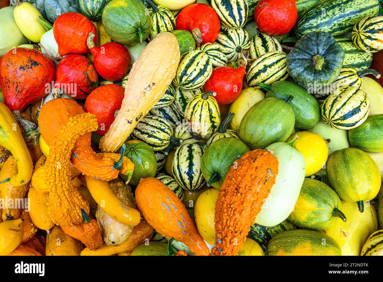 Autumn pumpkin squash display Stock Photo
