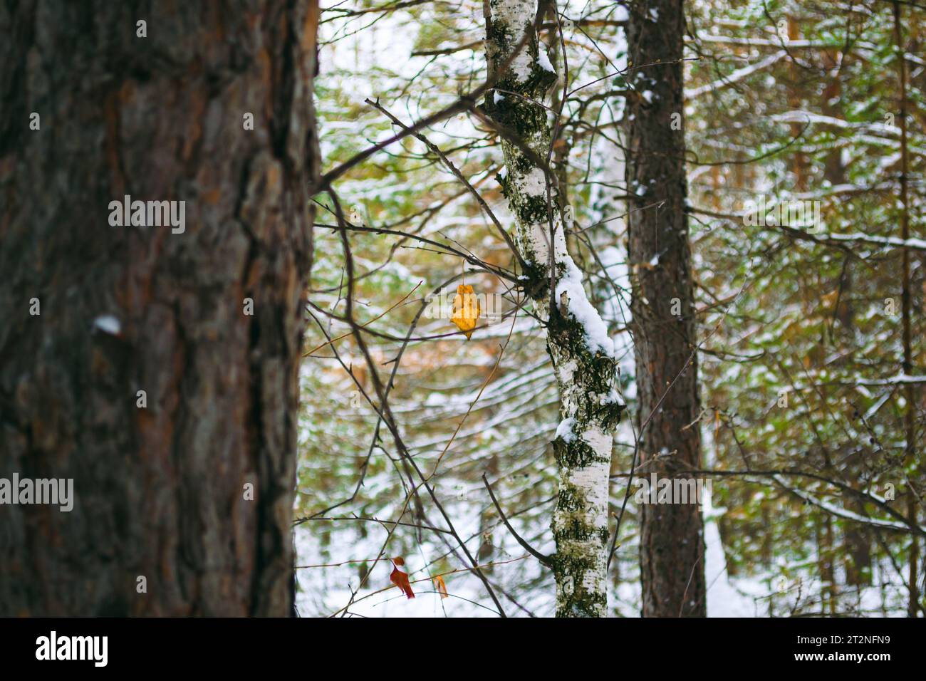 Branch with a withered leaf hi-res stock photography and images - Alamy