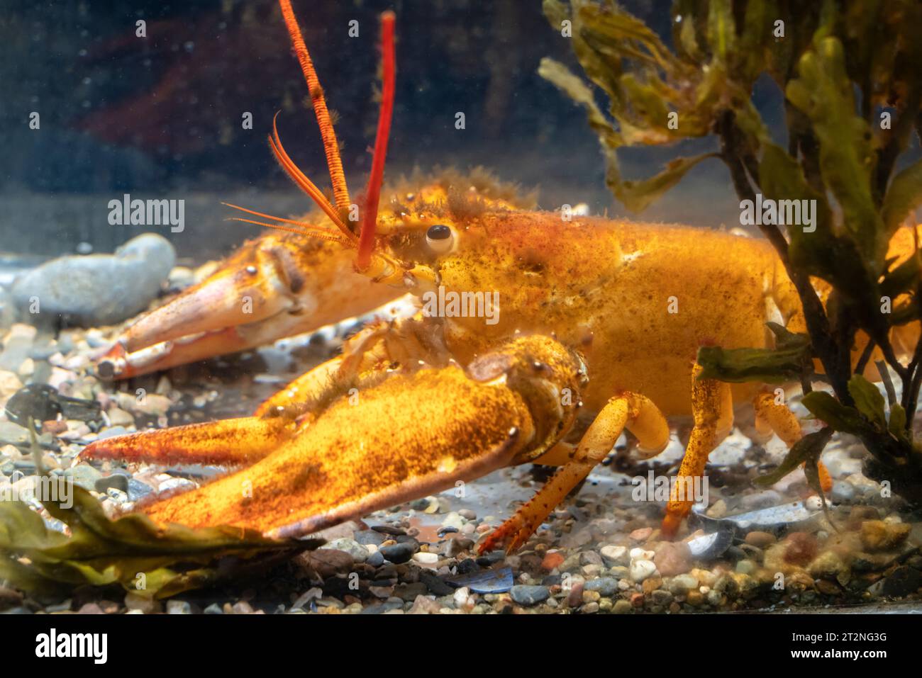 Rare (1 in 10M) red lobster at Bonne Bay Marine Research Station, Newfoundland. Stock Photo