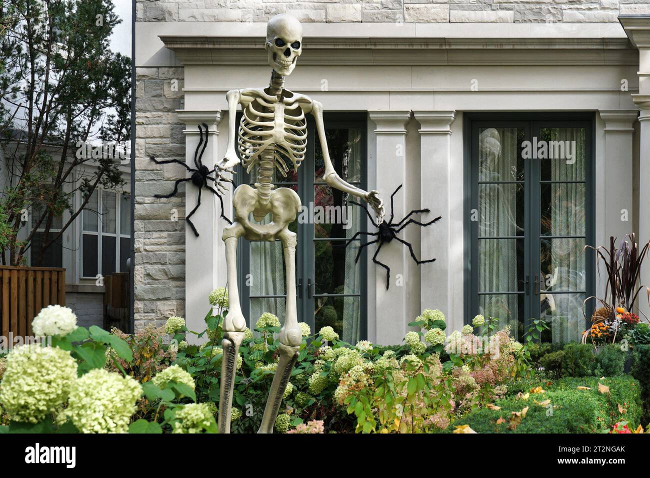 Tall skeleton in front garden of house as Halloween decoration Stock