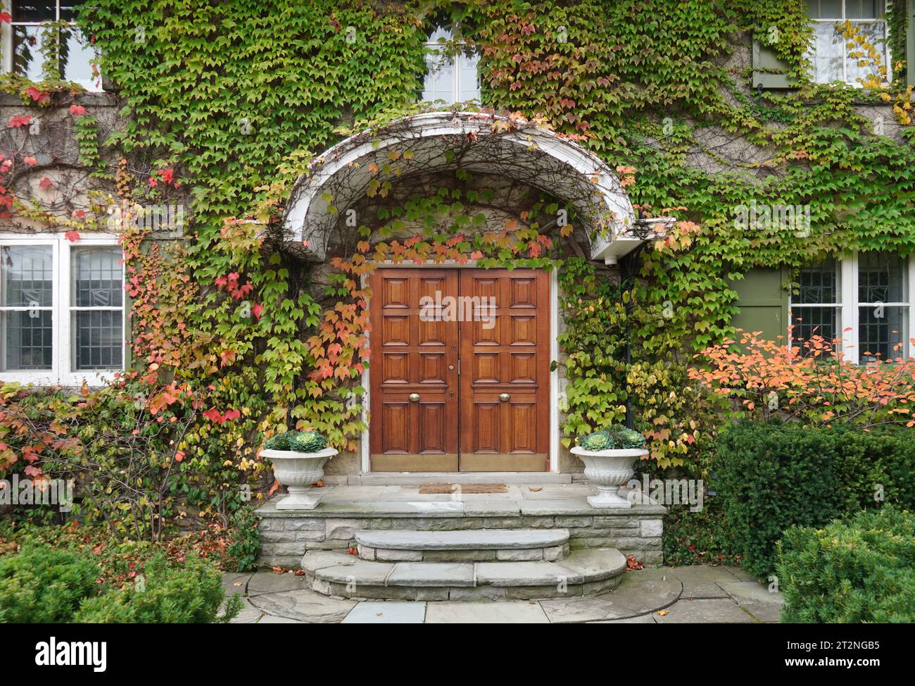 Front of old ivy covered house with elegant wood grain double doors ...