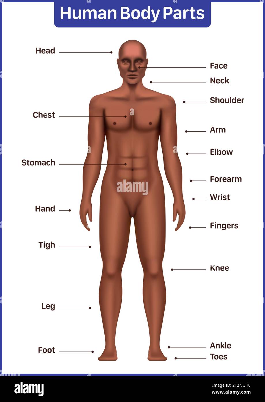 Human body parts medical diagram with black male model, anatomical vector poster. Stock Vector