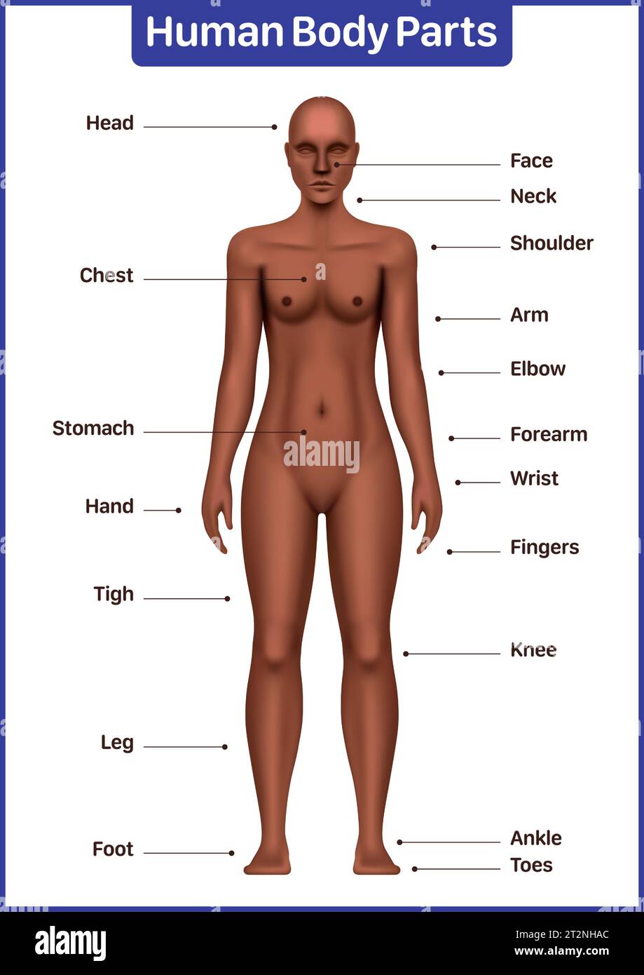 Human body parts medical diagram with black female model, anatomical vector poster. Stock Vector