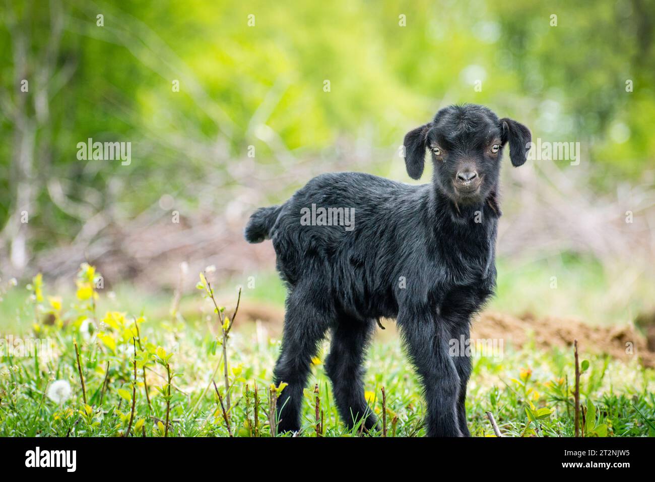 Young goat flowers hi-res stock photography and images - Alamy