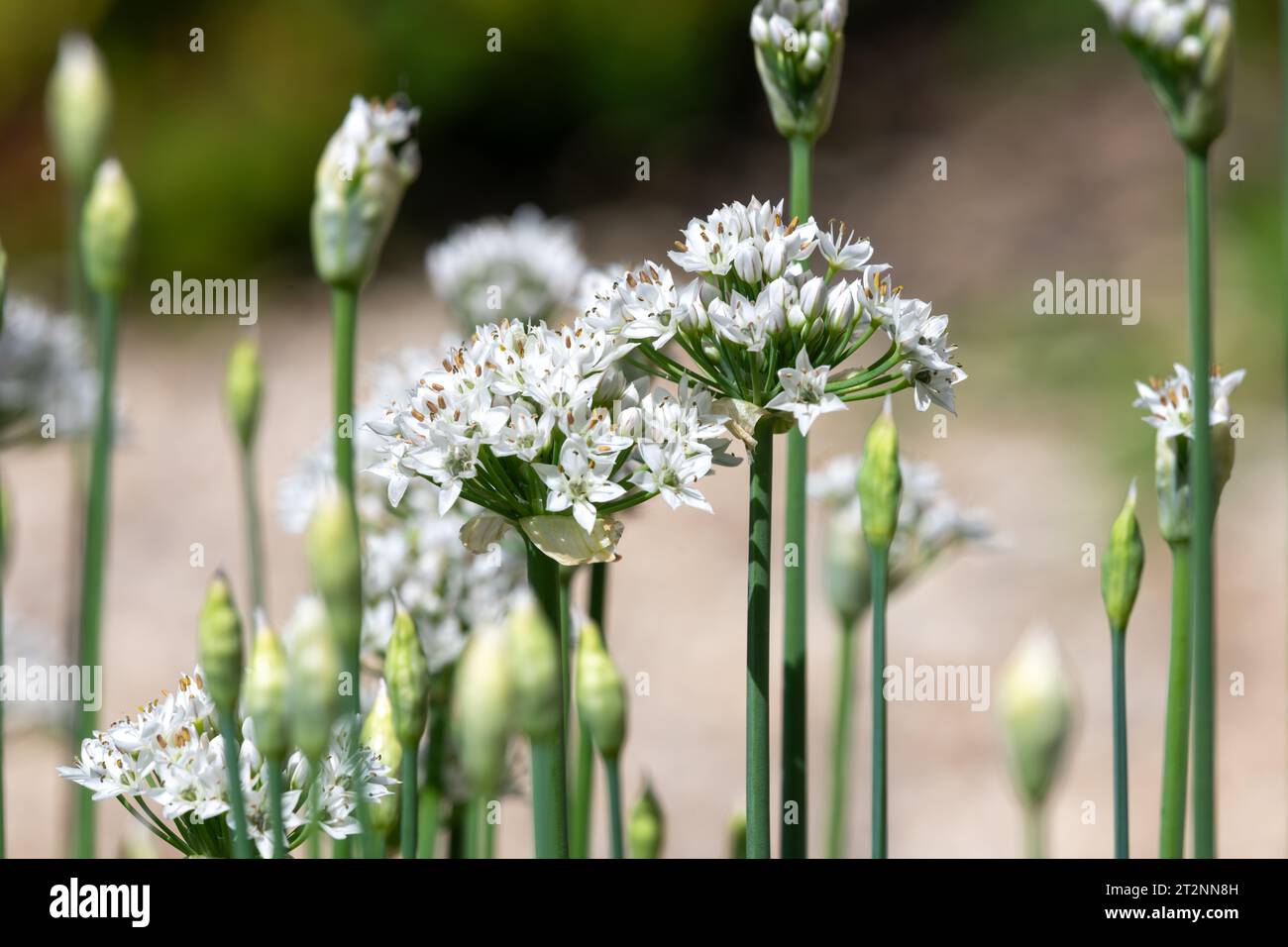 Close up of garlic chives (allium tuberosum) flowers in bloom Stock Photo