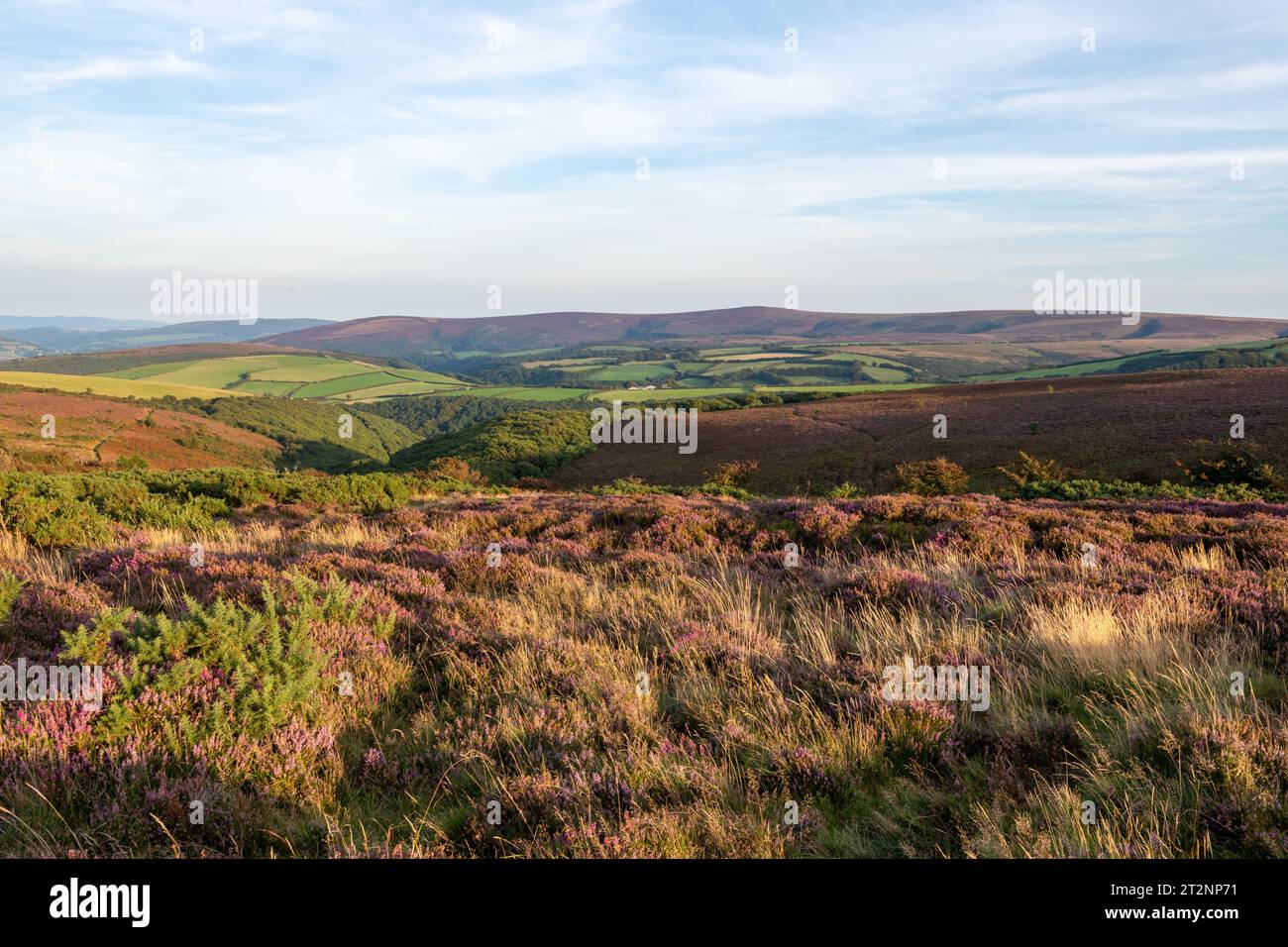 View of Porlock Common at the top of Porlock Hill in Exmoor Natioanl Park Stock Photo