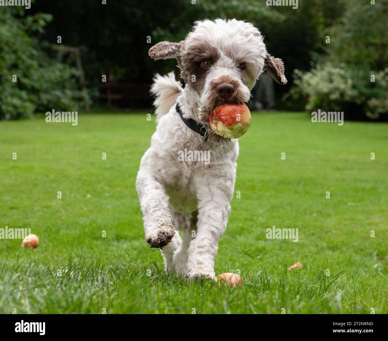 Poodle Bichon Havanais dog hunting apples in the garden Stock Photo Alamy