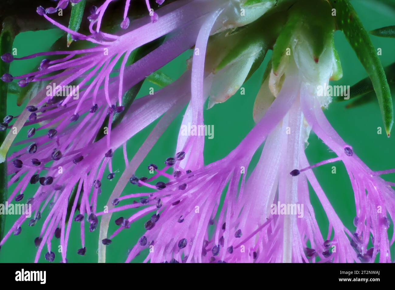 Close-up of Violet Honey-myrtle (Melaleuca wilsonii) flowers on stem. Australian native plant. Stock Photo