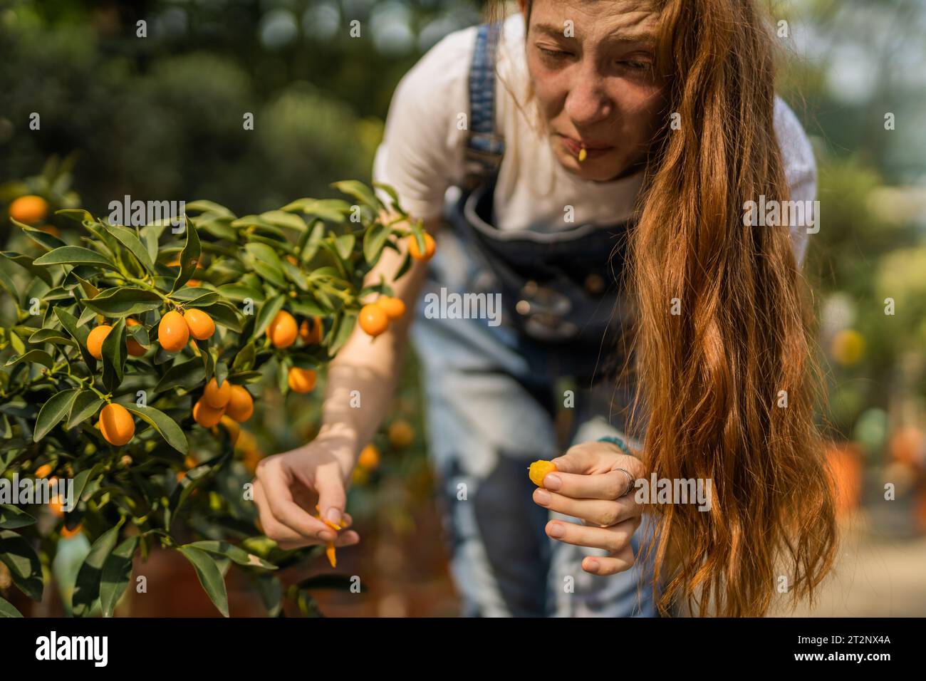 Ginger girl reacting after she tasted unripe tangerine that she picked from the tree Stock Photo